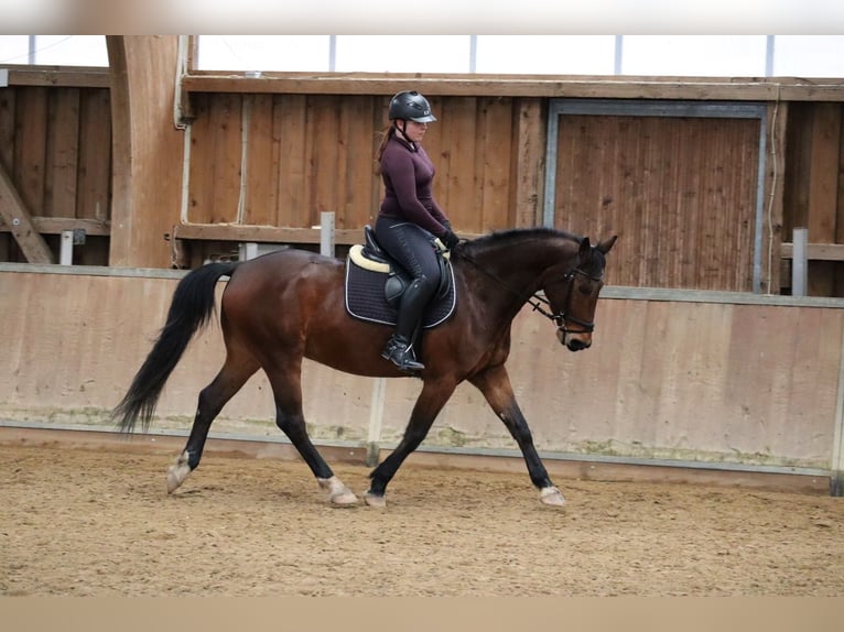 Weitere Warmblüter Mix Wallach 17 Jahre 157 cm Brauner in Fränkisch-Crumbach