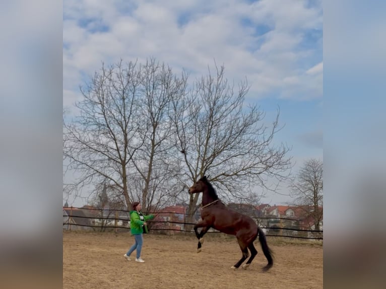 Weitere Warmblüter Mix Wallach 17 Jahre 157 cm Brauner in Fränkisch-Crumbach