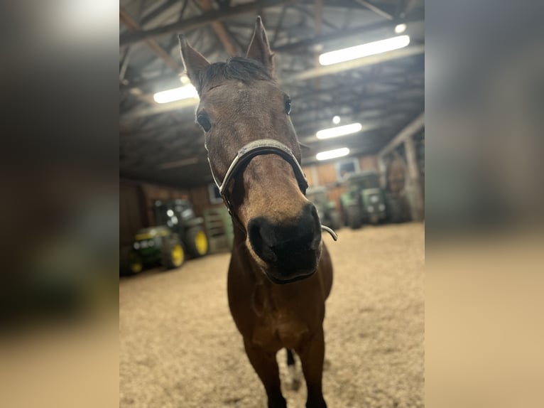 Weitere Warmblüter Mix Wallach 17 Jahre 157 cm Brauner in Fränkisch-Crumbach