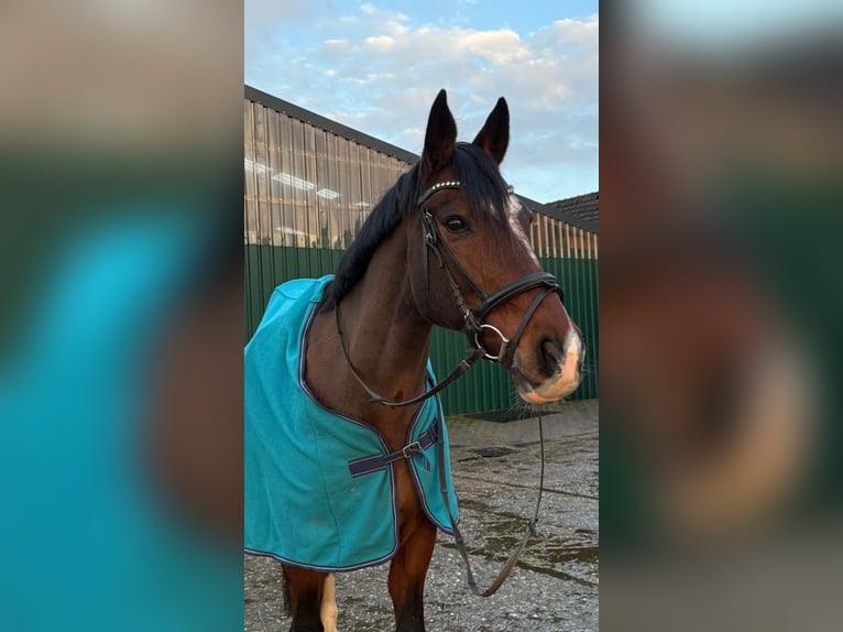 Weitere Warmblüter Wallach 17 Jahre 160 cm Brauner in Rhede