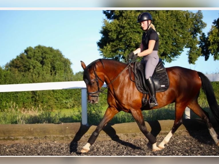 Weitere Warmblüter Wallach 17 Jahre 160 cm Brauner in Rhede