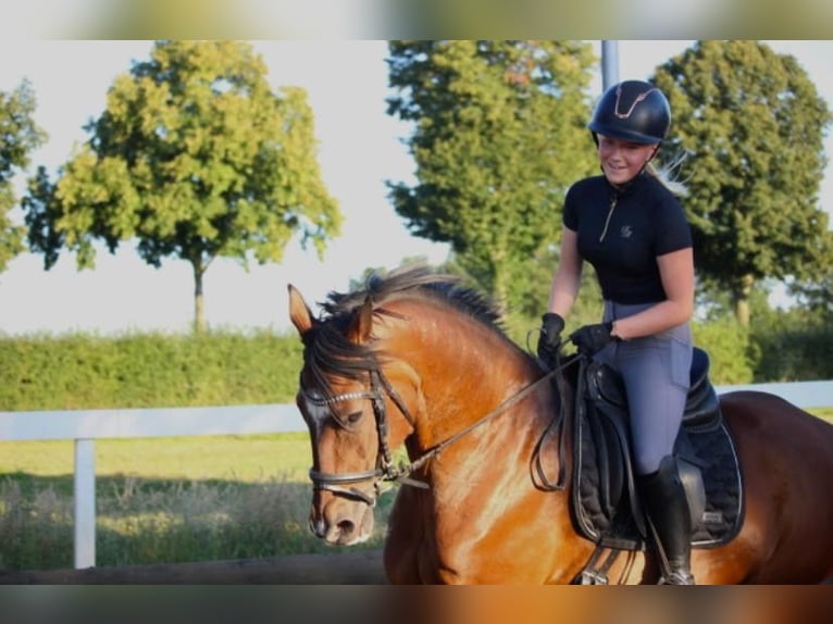 Weitere Warmblüter Wallach 17 Jahre 160 cm Brauner in Rhede
