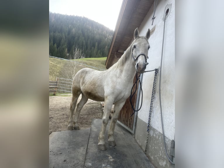 Weitere Warmblüter Wallach 17 Jahre 163 cm Schimmel in Ratschings