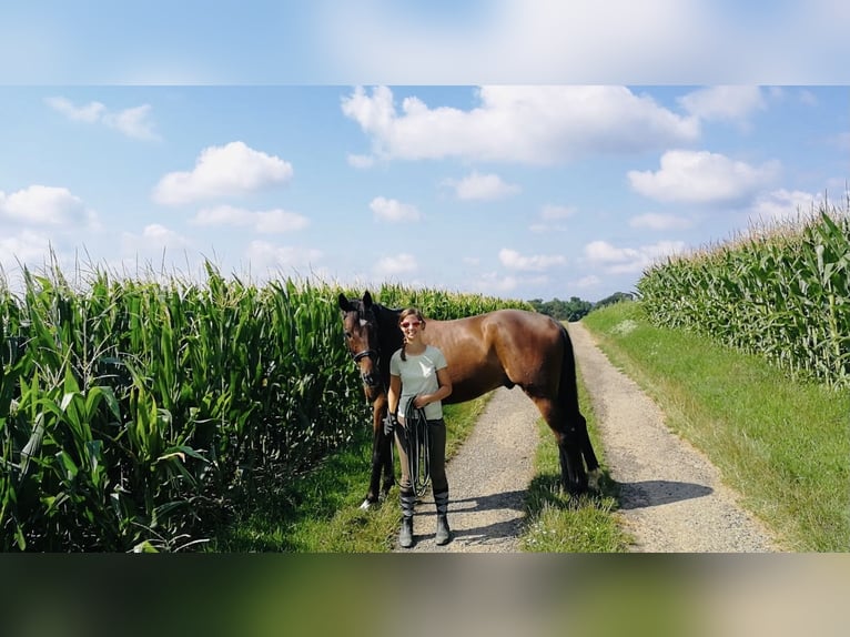 Weitere Warmblüter Wallach 17 Jahre 165 cm Brauner in Böheimkirchen Weitere Warmblüter Wallach 17 Jahre 165 cm Brauner in Böheimkirchen