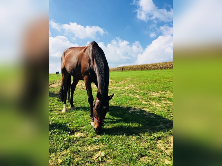 Weitere Warmblüter Wallach 17 Jahre 165 cm Brauner in Böheimkirchen Weitere Warmblüter Wallach 17 Jahre 165 cm Brauner in Böheimkirchen