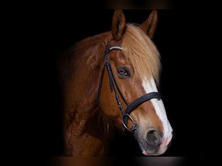 Weitere Warmblüter Mix Wallach 17 Jahre 167 cm Dunkelfuchs in Heilbronn