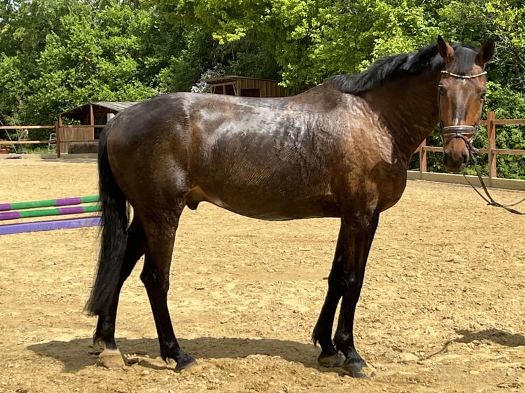 Weitere Warmblüter Wallach 17 Jahre 168 cm Brauner in Ursensollen