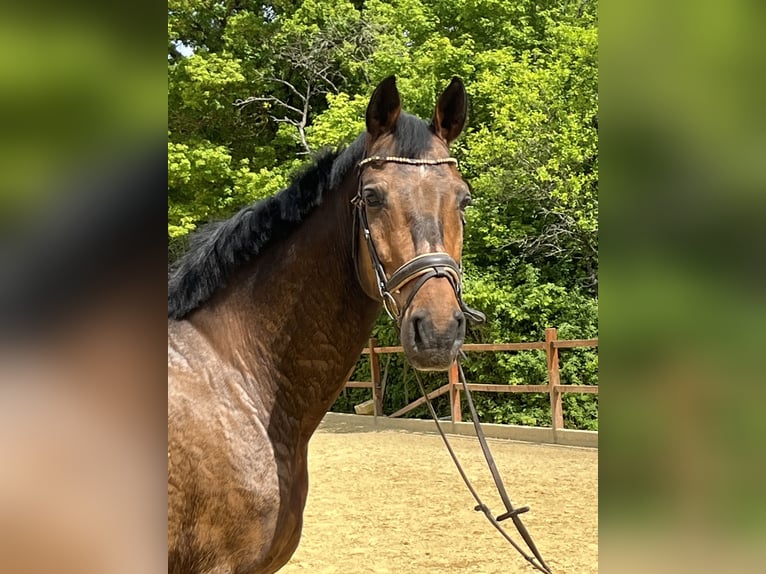 Weitere Warmblüter Wallach 17 Jahre 168 cm Brauner in Ursensollen