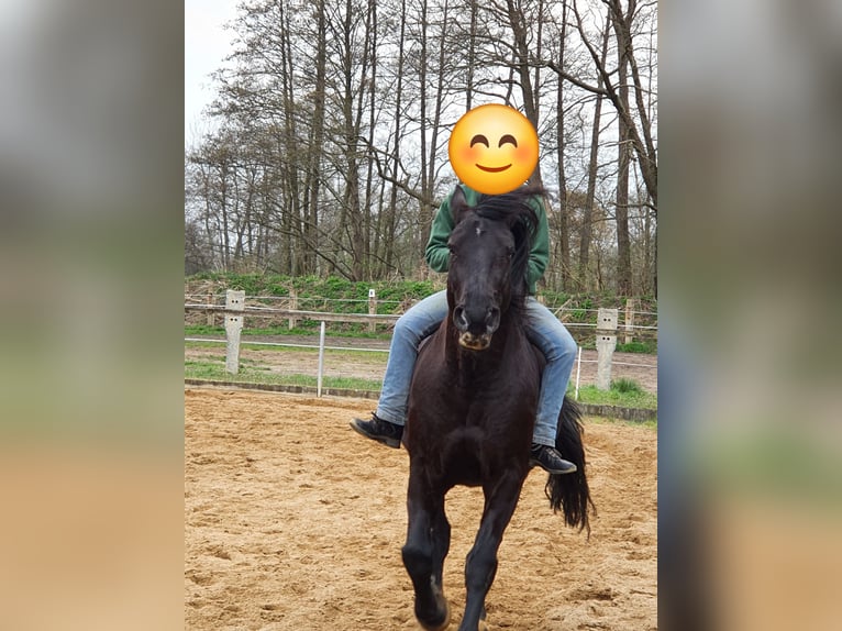 Weitere Warmblüter Wallach 17 Jahre 170 cm Rappe in Lübben (Spreewald) Weitere Warmblüter Wallach 17 Jahre 170 cm Rappe in Lübben (Spreewald)
