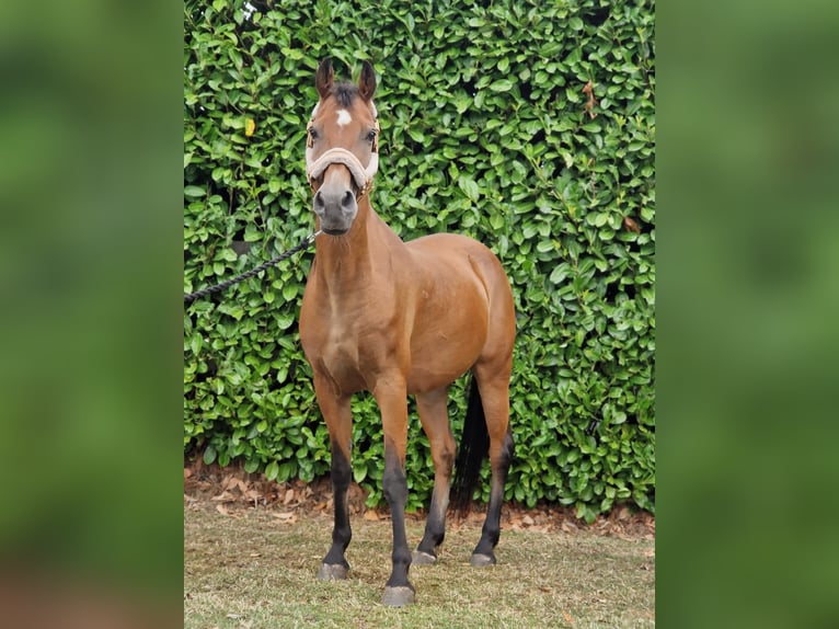 Weitere Warmblüter Mix Wallach 18 Jahre 145 cm Brauner in Elst utrecht