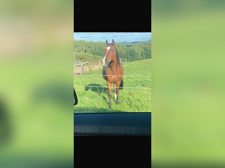Weitere Warmblüter Wallach 18 Jahre 150 cm Brauner in Bernhardswald