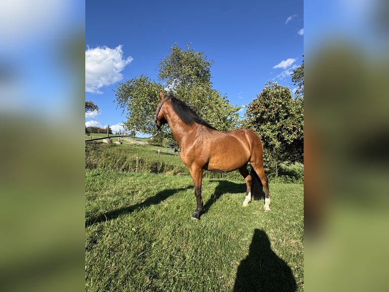 Weitere Warmblüter Wallach 18 Jahre 150 cm Brauner in Bernhardswald