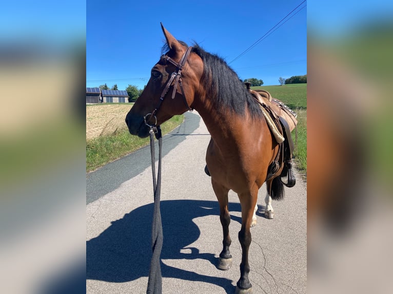 Weitere Warmblüter Wallach 18 Jahre 150 cm Brauner in Bernhardswald