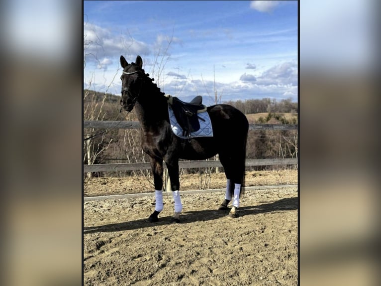 Weitere Warmblüter Wallach 18 Jahre 157 cm Rappe in St. Marein bei Graz Weitere Warmblüter Wallach 18 Jahre 157 cm Rappe in St. Marein bei Graz
