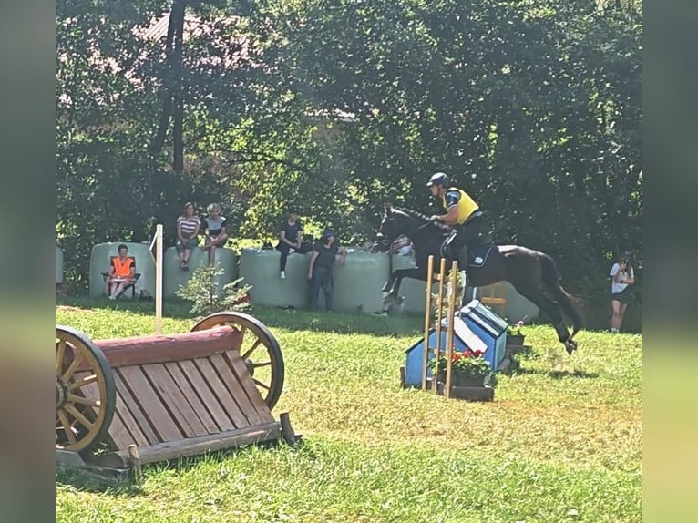 Weitere Warmblüter Wallach 18 Jahre 157 cm Rappe in St. Marein bei Graz Weitere Warmblüter Wallach 18 Jahre 157 cm Rappe in St. Marein bei Graz