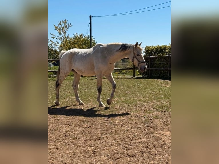 Weitere Warmblüter Wallach 18 Jahre 160 cm Schimmel in Daleiden