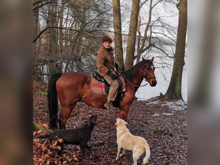 Weitere Warmblüter Wallach 18 Jahre 163 cm Brauner in Mietgendorf Weitere Warmblüter Wallach 18 Jahre 163 cm Brauner in Mietgendorf