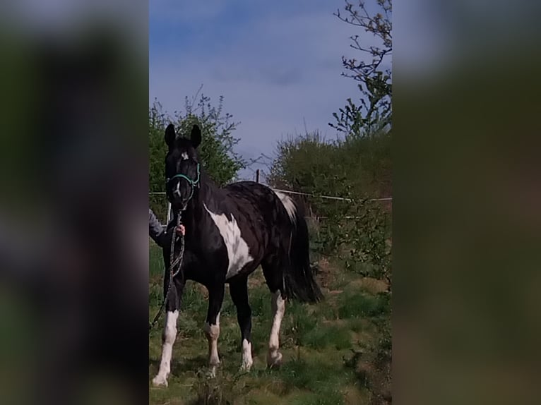 Weitere Warmblüter Wallach 18 Jahre 165 cm Schecke in Bad Soden-Salm&#xFC;nster