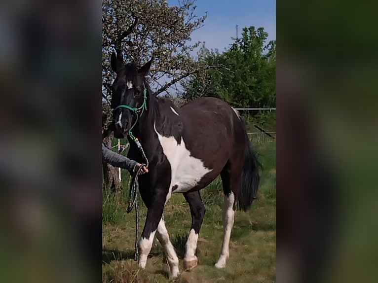 Weitere Warmblüter Wallach 18 Jahre 165 cm Schecke in Bad Soden-Salm&#xFC;nster