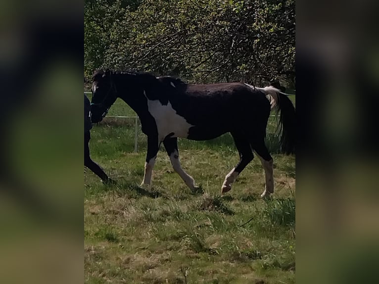 Weitere Warmblüter Wallach 18 Jahre 165 cm Schecke in Bad Soden-Salm&#xFC;nster