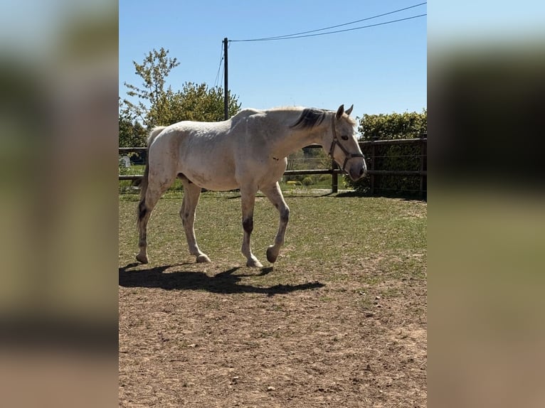 Weitere Warmblüter Wallach 18 Jahre 165 cm Schimmel in Daleiden