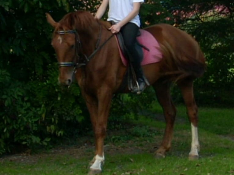 Weitere Warmblüter Wallach 18 Jahre 167 cm Fuchs in Paderborn