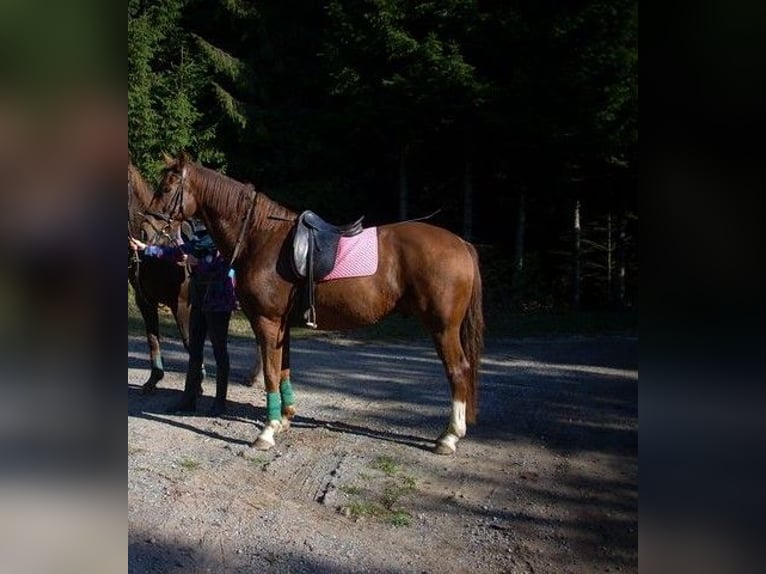 Weitere Warmblüter Wallach 18 Jahre 167 cm Fuchs in Paderborn