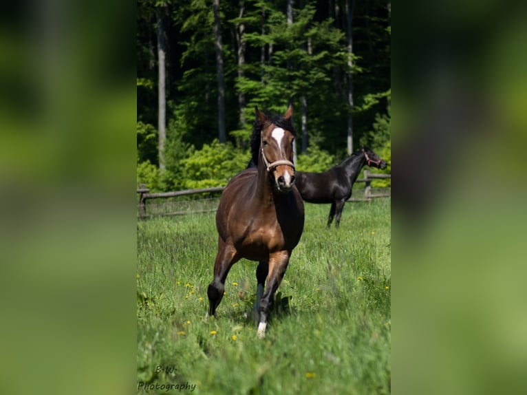 Weitere Warmblüter Wallach 18 Jahre 168 cm Brauner in Oerlinghausen