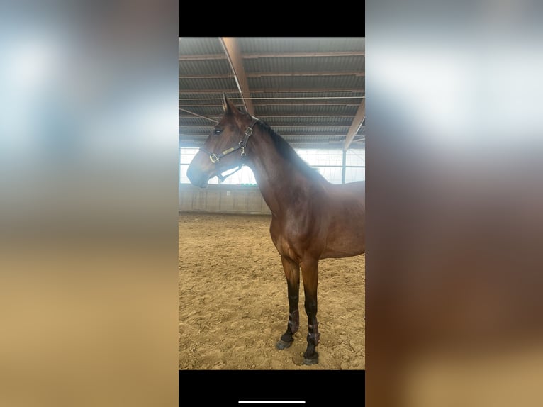 Weitere Warmblüter Wallach 18 Jahre 168 cm Brauner in The Hague in Upper Bavaria