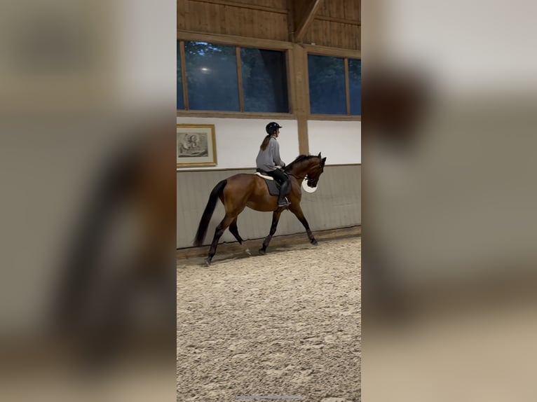 Weitere Warmblüter Wallach 18 Jahre 168 cm Brauner in The Hague in Upper Bavaria