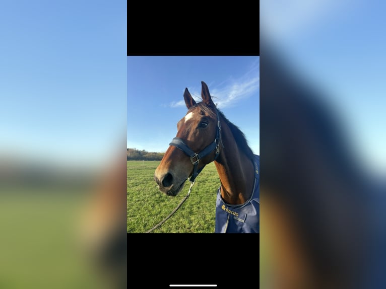 Weitere Warmblüter Wallach 18 Jahre 168 cm Brauner in The Hague in Upper Bavaria