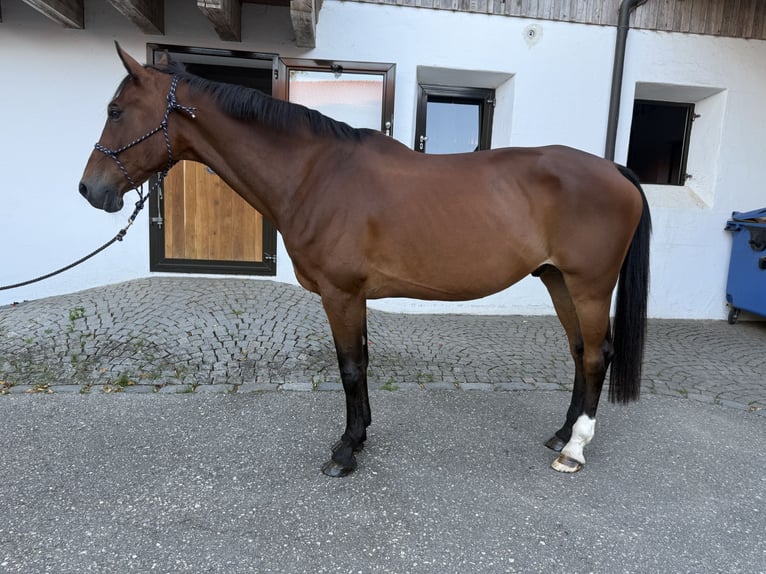 Weitere Warmblüter Wallach 18 Jahre 168 cm Brauner in The Hague in Upper Bavaria