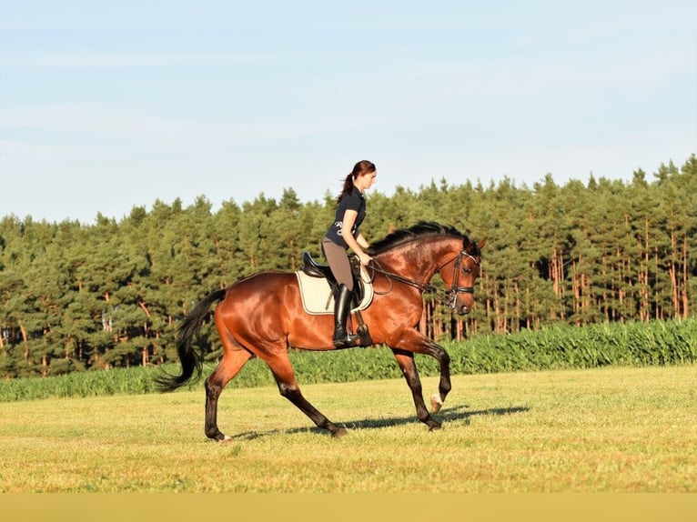 Weitere Warmblüter Wallach 18 Jahre 168 cm Dunkelbrauner in Kammerstein