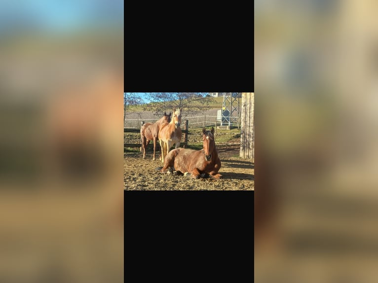 Weitere Warmblüter Wallach 18 Jahre 170 cm Brauner in Feldbach
