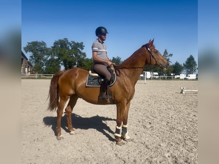 Weitere Warmblüter Wallach 18 Jahre 172 cm Fuchs in Pelmberg