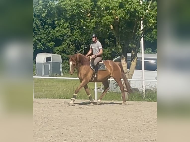 Weitere Warmblüter Wallach 18 Jahre 172 cm Fuchs in Pelmberg