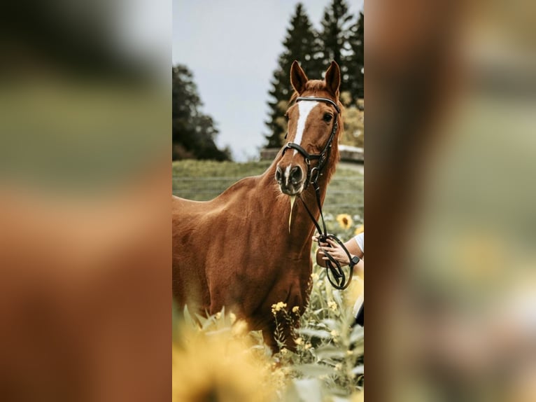 Weitere Warmblüter Wallach 18 Jahre 172 cm Fuchs in Pelmberg