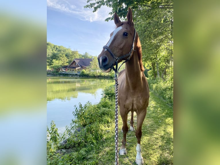 Weitere Warmblüter Wallach 18 Jahre 172 cm Fuchs in Pelmberg