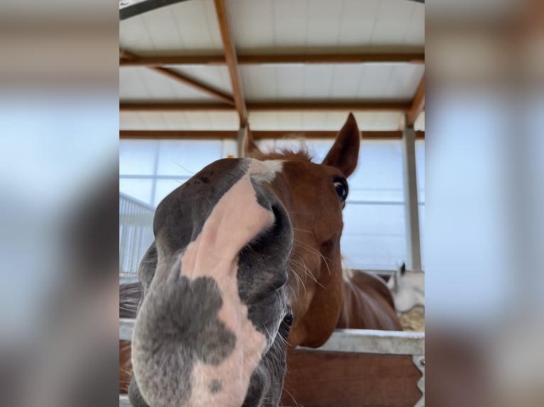 Weitere Warmblüter Wallach 18 Jahre 173 cm Fuchs in Greven