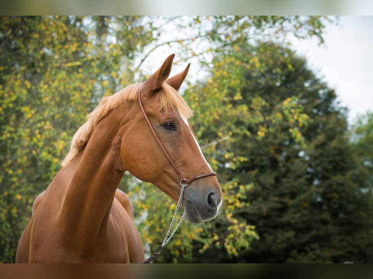 Weitere Warmblüter Wallach 18 Jahre 173 cm Fuchs in Greven