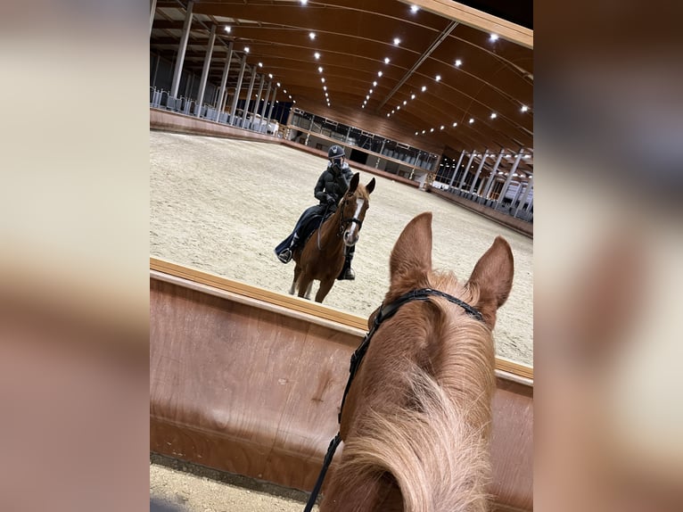 Weitere Warmblüter Wallach 18 Jahre 173 cm Fuchs in Greven