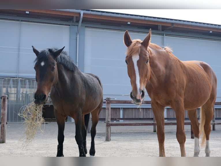 Weitere Warmblüter Wallach 18 Jahre 173 cm Fuchs in Greven