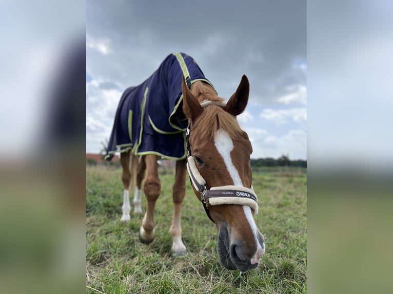 Weitere Warmblüter Wallach 18 Jahre 173 cm Fuchs in Greven