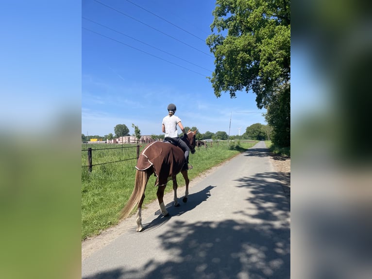 Weitere Warmblüter Wallach 18 Jahre 173 cm Fuchs in Greven