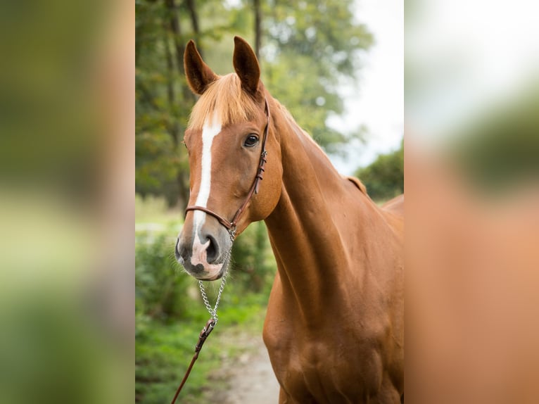 Weitere Warmblüter Wallach 18 Jahre 173 cm Fuchs in GrevenGreven