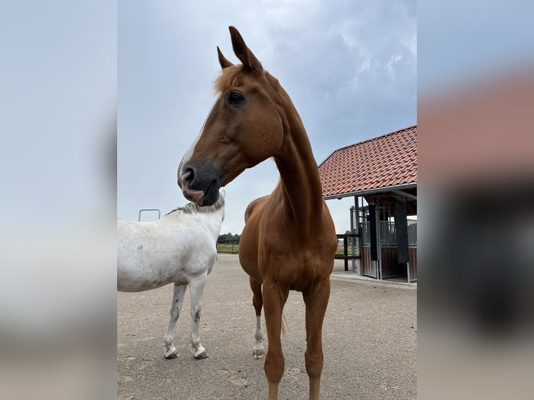 Weitere Warmblüter Wallach 18 Jahre 173 cm Fuchs in GrevenGreven