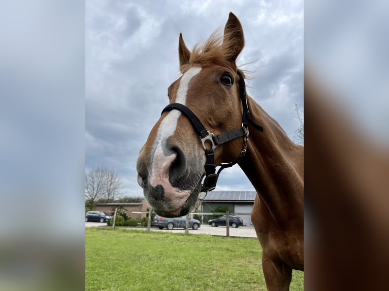 Weitere Warmblüter Wallach 18 Jahre 173 cm Fuchs in GrevenGreven