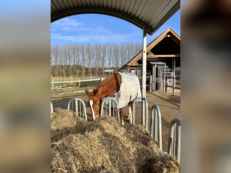 Weitere Warmblüter Wallach 18 Jahre 173 cm Fuchs in GrevenGreven