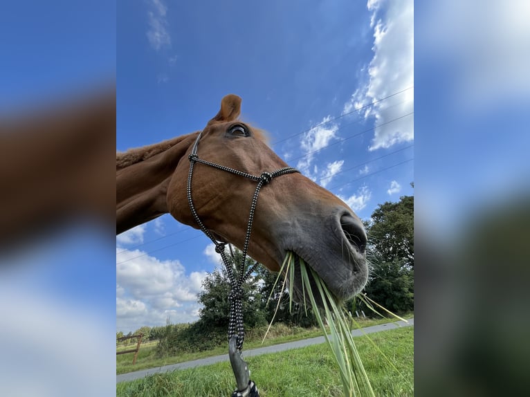 Weitere Warmblüter Wallach 18 Jahre 173 cm Fuchs in GrevenGreven