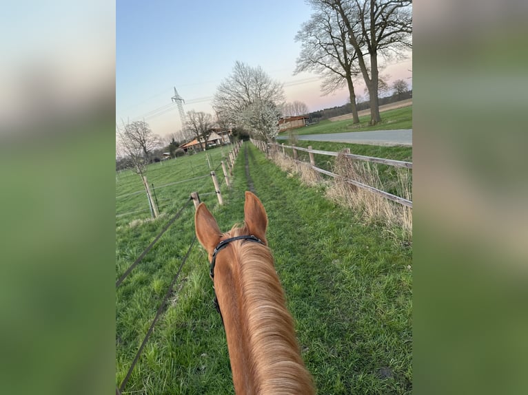 Weitere Warmblüter Wallach 18 Jahre 173 cm Fuchs in GrevenGreven
